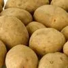 картофель семенной белорусский в Великом Новгороде
