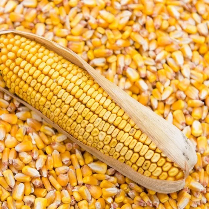 фотография продукта Кукуруза в великом новгороде 